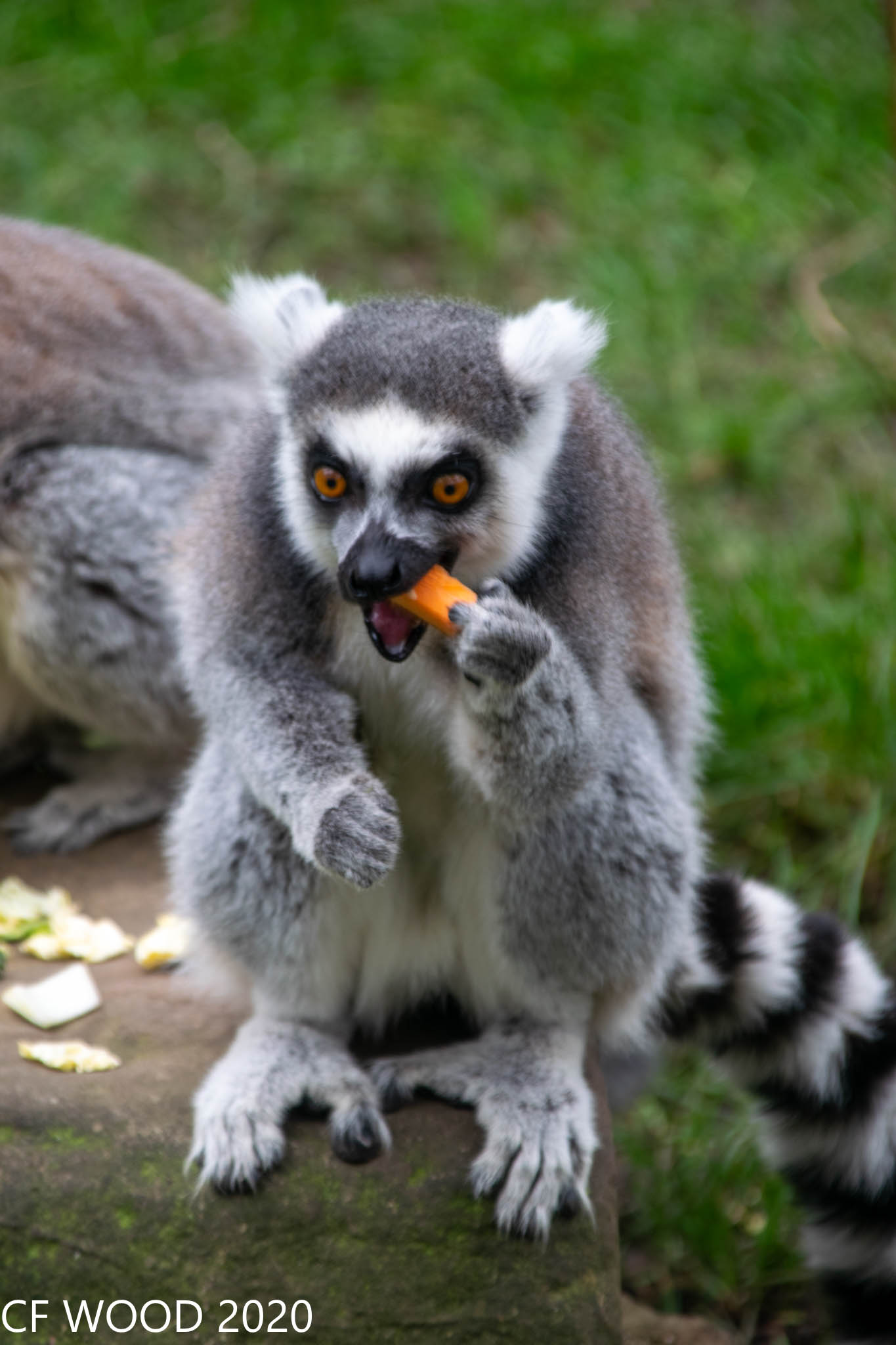 small monkey eating carrot