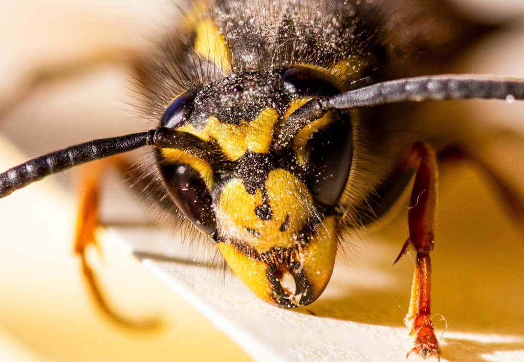 macro image of a wasp