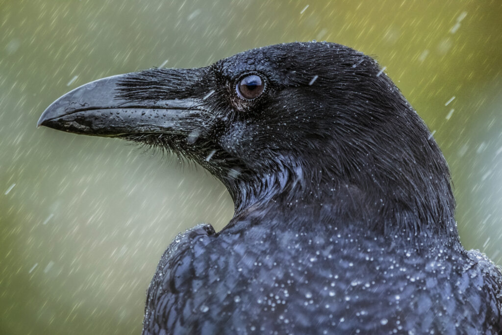 raven in the rain