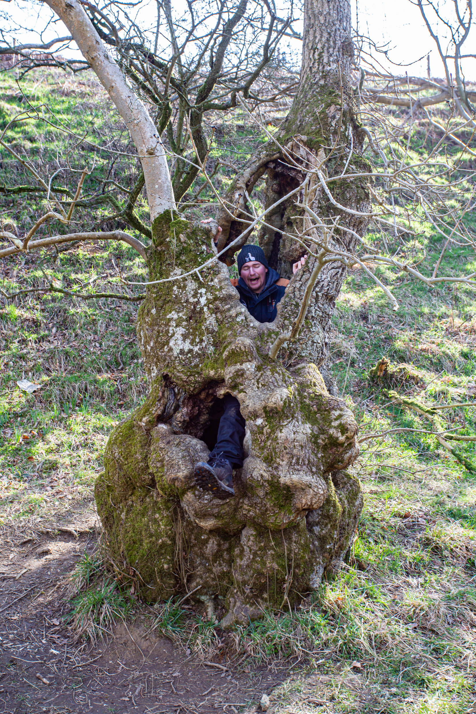 man inside a tree trunk